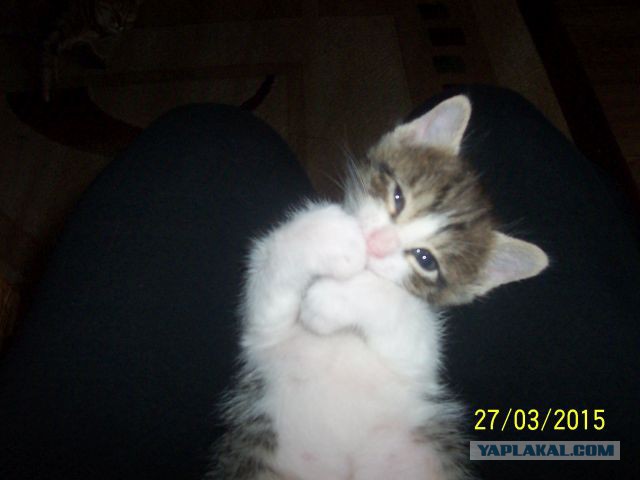 Котовторник