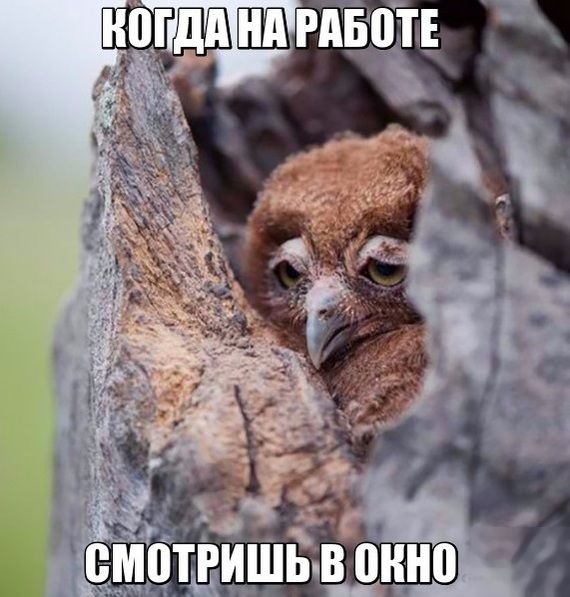 Немного картинок