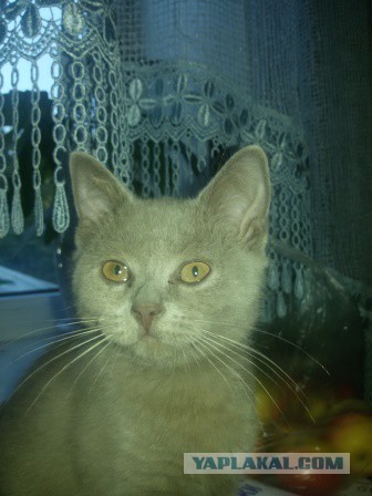 Новогодний котовторник,05.01.16.