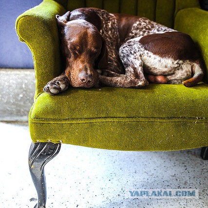 Собакочетверг