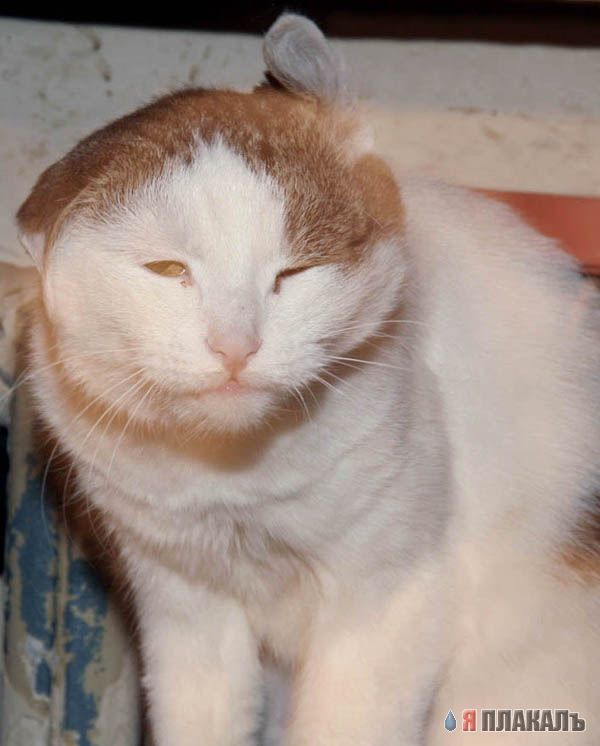 Коты, кошки, котята
