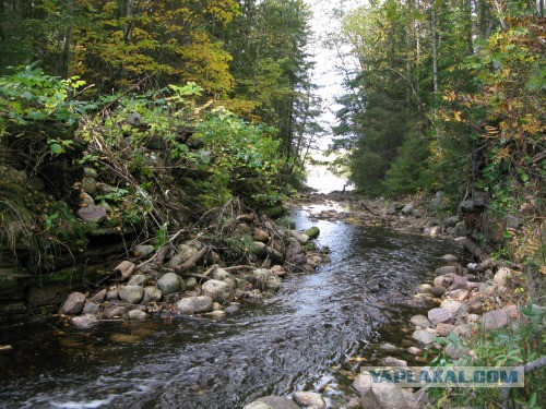 Веппский край, Южная тайга