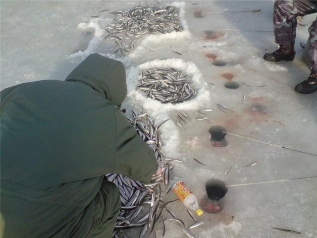 Всю рыбу распугал!