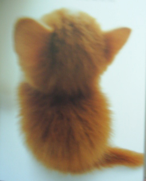 Коты Среды