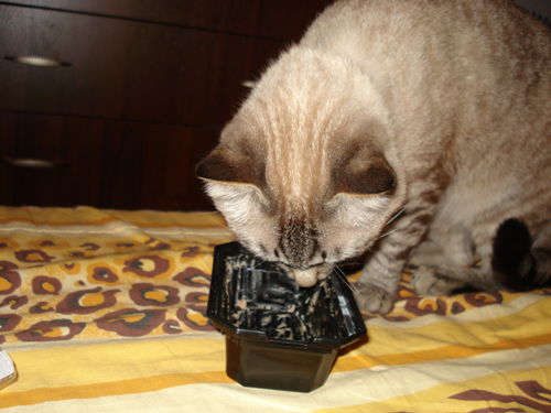 Котовторник!
