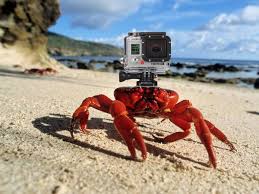 Белка украла GoPro и устроила съемку «от первого лица»