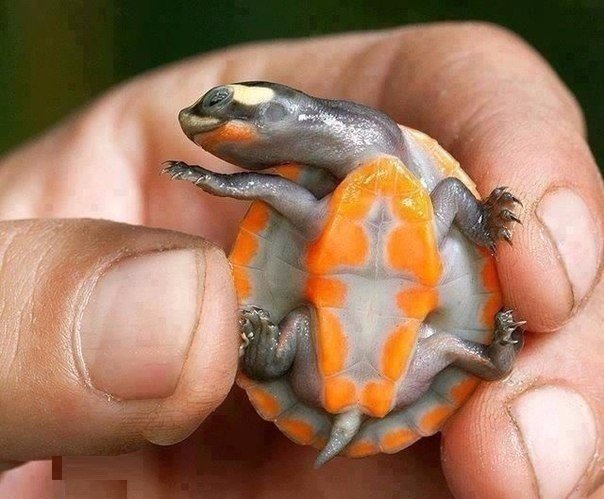 Прикольные животные