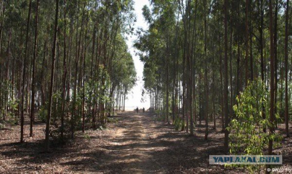 Пора вари... валить бетон! "Альты", шах и мат!