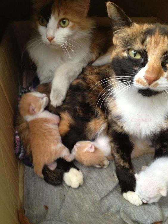 Коты из сети