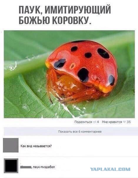 Очередная порция перлов