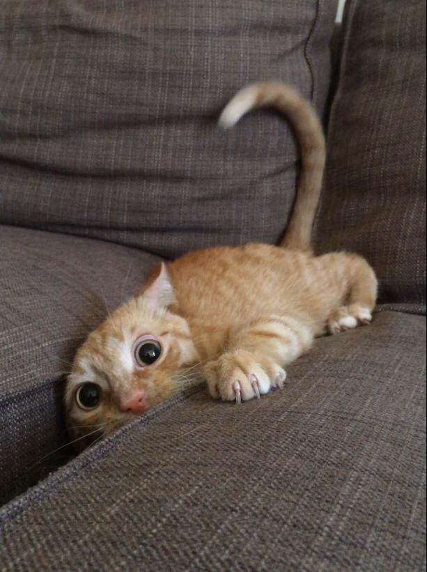 Коты и Кошки