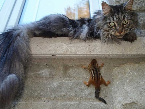 Коты и Кошки