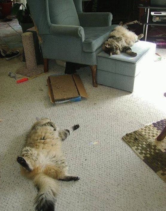 Коты и Кошки