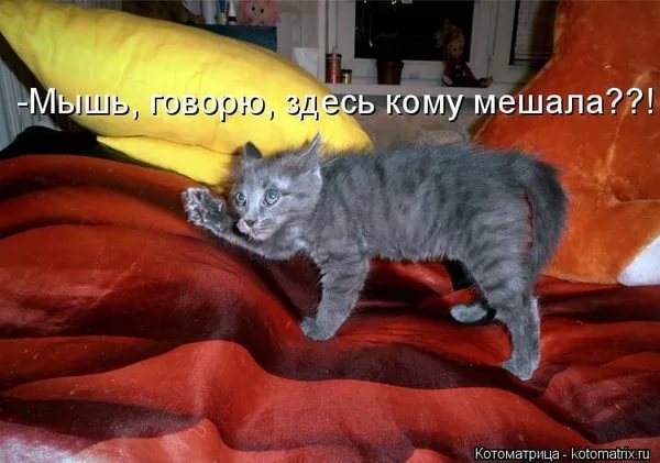 Полицейские в Аргентине объяснили пропажу 500 килограммов марихуаны тем, что её съели мыши