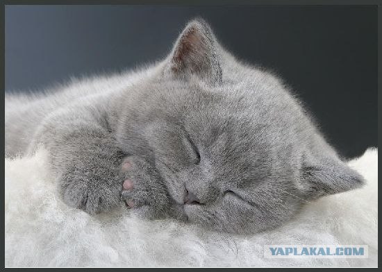 Котовторник на ЯПлакалъ (03.06), котята (31 шт)