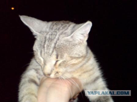Котовторник на ЯПлакалъ