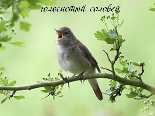 Прямая трансляция обращения В.В.Путина
