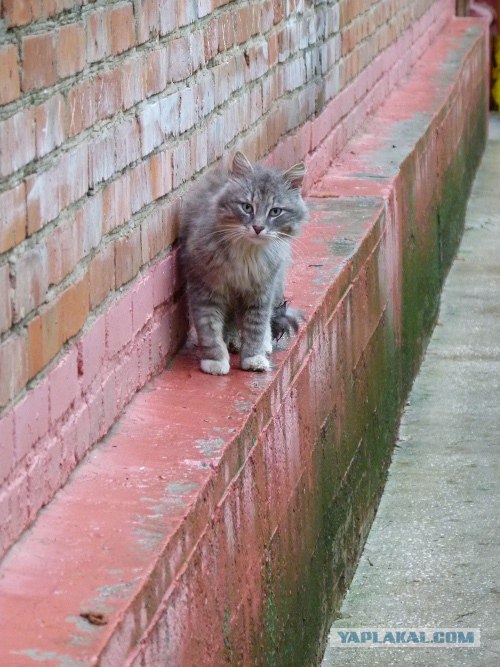 Котовторник