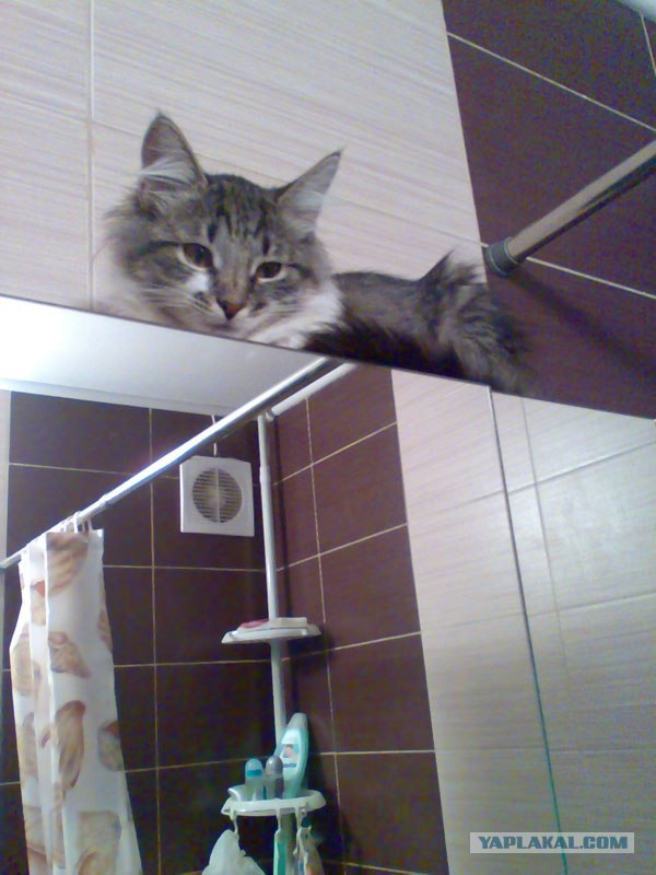 Котовторник 10.04.2012