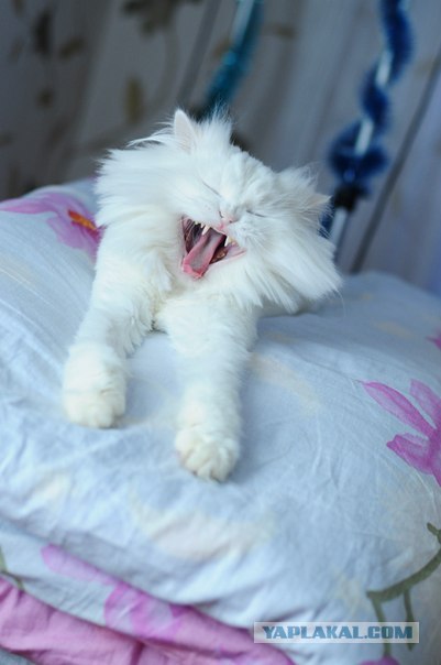 Котовторник   5.06.2012