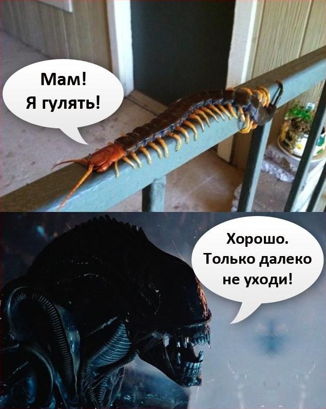 Ужасы природы, с которыми мало кто пожелал бы встретиться