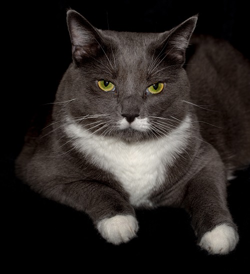 Правильный кот пользуется унитазом, а не лотком