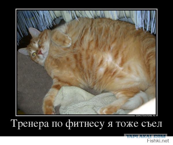 Котик очень тонко намекает