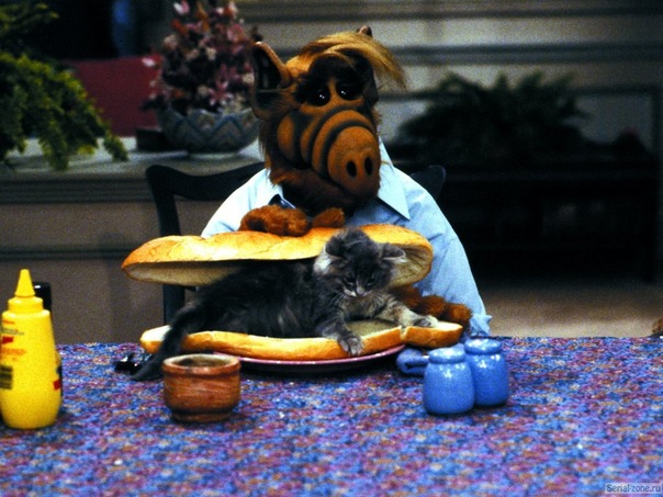 Кому котика?