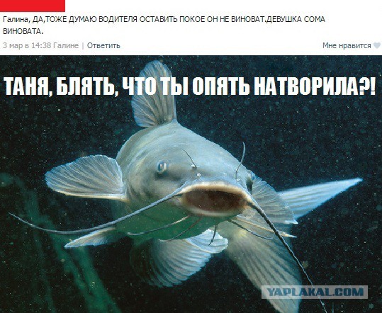 Истории про сома