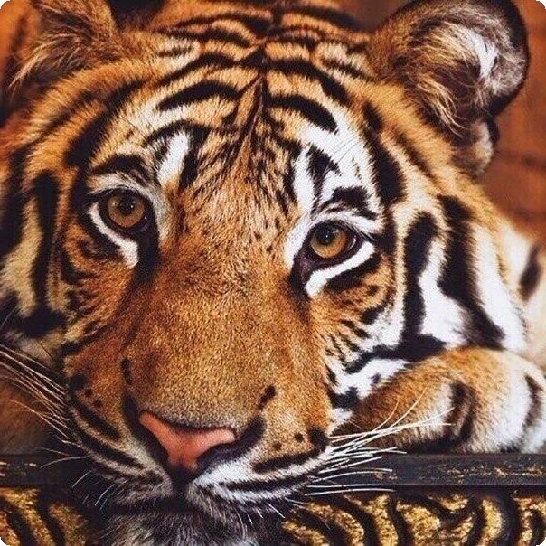 Дикий котовторник 14.01.20
