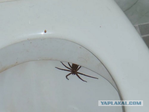 В Австралии массово скупают туалетную бумагу. Местная газета издала выпуск с дополнительными (мягкими) страницами