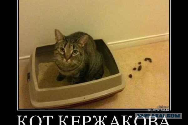 Кот-вратарь