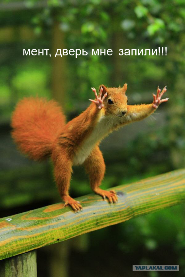 Фотожаба: Белка как бы говорит нам...