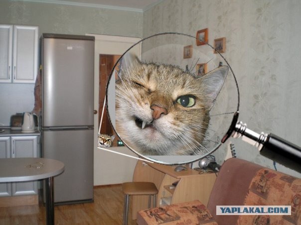 Найди кота