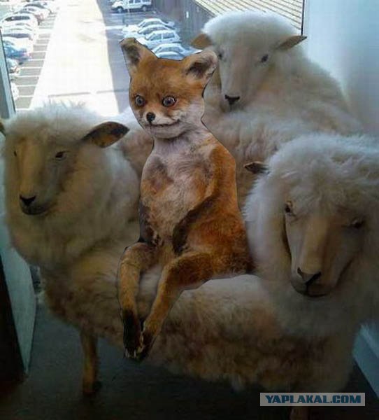 Таксидермия + наркомания