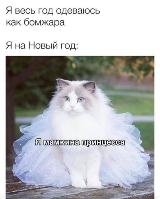 Котовторник. Картинки и буквы 08.02.22