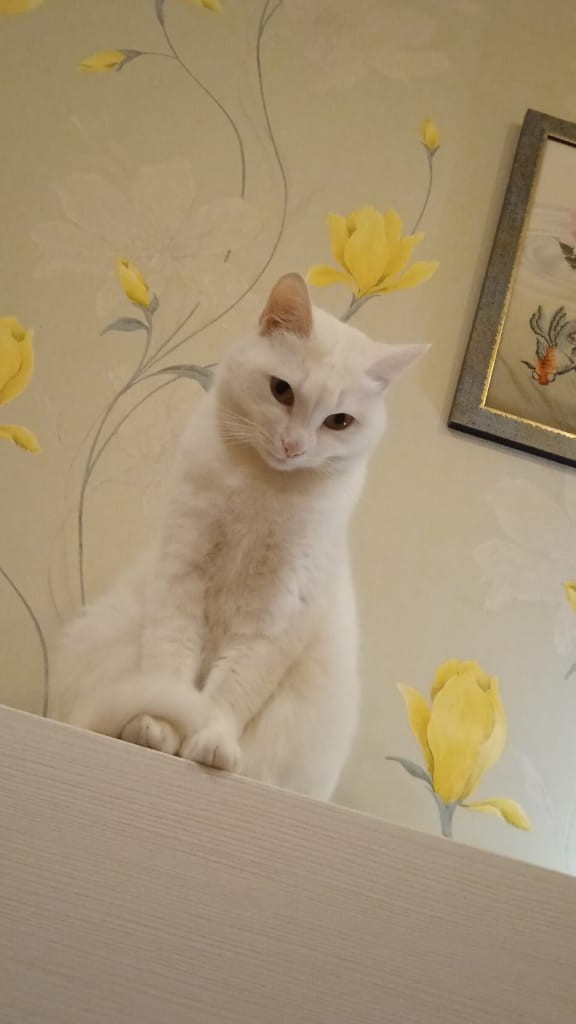 Красавица