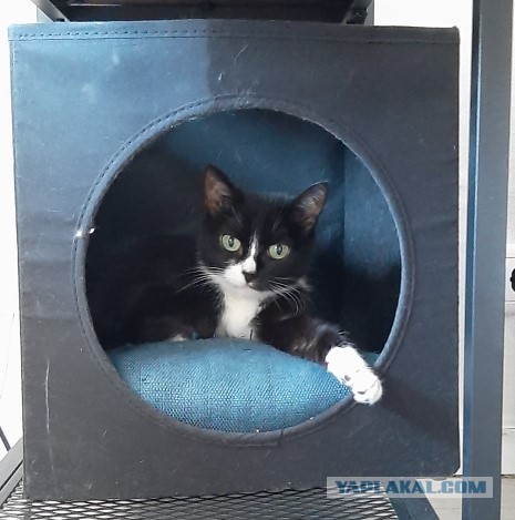 Особенная кошка