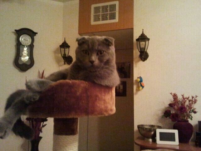 Котовторник  19.03.2013