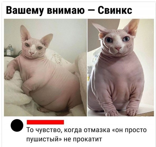 Котокартинки