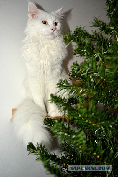Новогодний кот