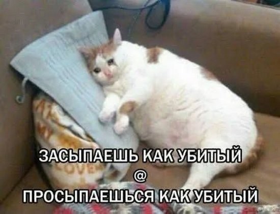К-котовторник.