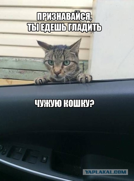 К котовторнику: подборка картинок-баянов с котиками и про котиков. Выпуск 13