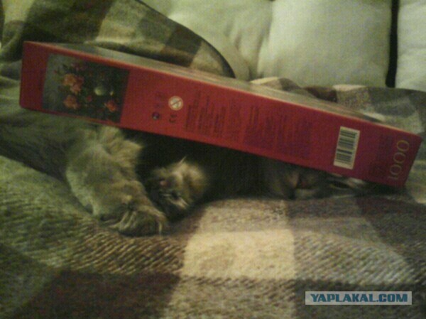 Котовторник 18.03.2014