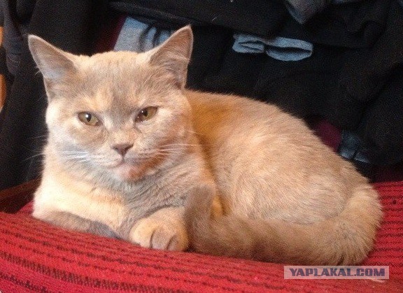 Котовторник 20.05.2014