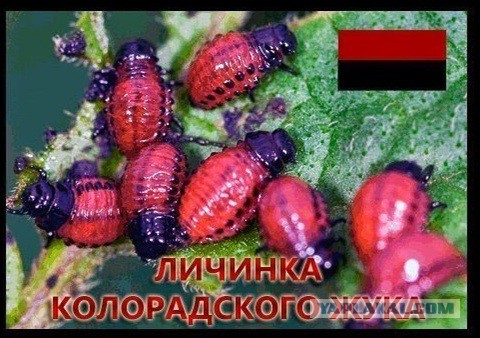 Ополченцы Славянска обстреливают огневые точки