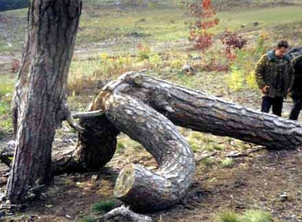 А на кого похож?