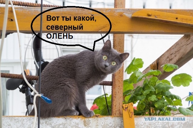 Кот в шоке!