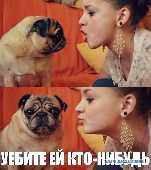 Хозяйки собак...