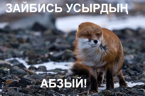 Подборка веселых картинок